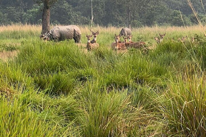 Chitwan Jungle Tower 2-Night Safari — Jeep, Canoe & Tower Sleep in CNP photo 2