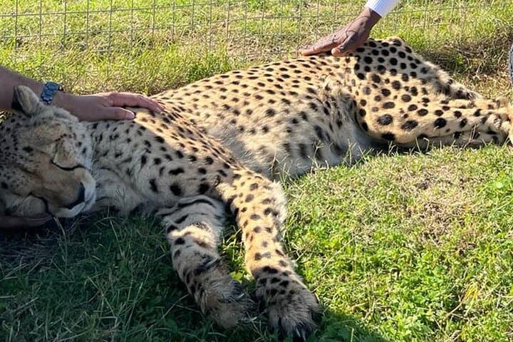 Giraffes, Cheetahs & Cape Wines: Full-Day Wildlife and Winelands Tour from Cape Town photo 5