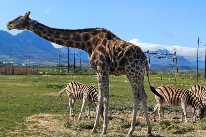 Giraffes, Cheetahs & Cape Wines: Full-Day Wildlife and Winelands Tour from Cape Town