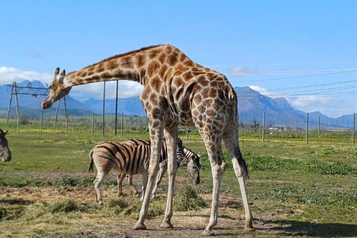 Cape Town Full-Day Cheetah & Giraffe Wildlife Encounter with Cape Winelands Wine Tasting photo 6