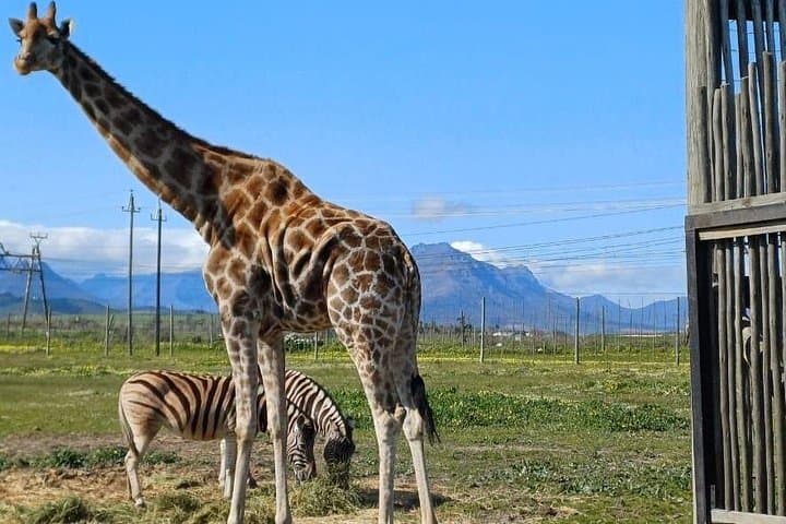 Giraffe Encounter and Cheetah Outreach with Wine Tasting in the Cape Winelands photo 6
