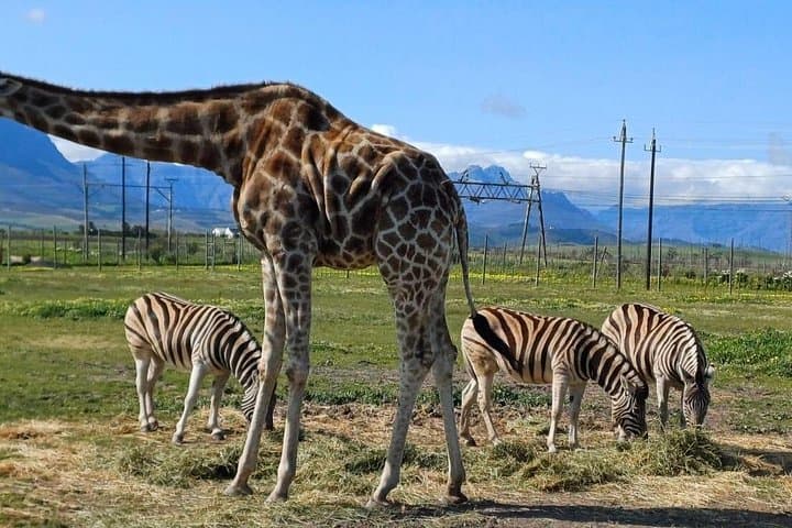 Giraffe Encounter and Cheetah Outreach with Wine Tasting in the Cape Winelands