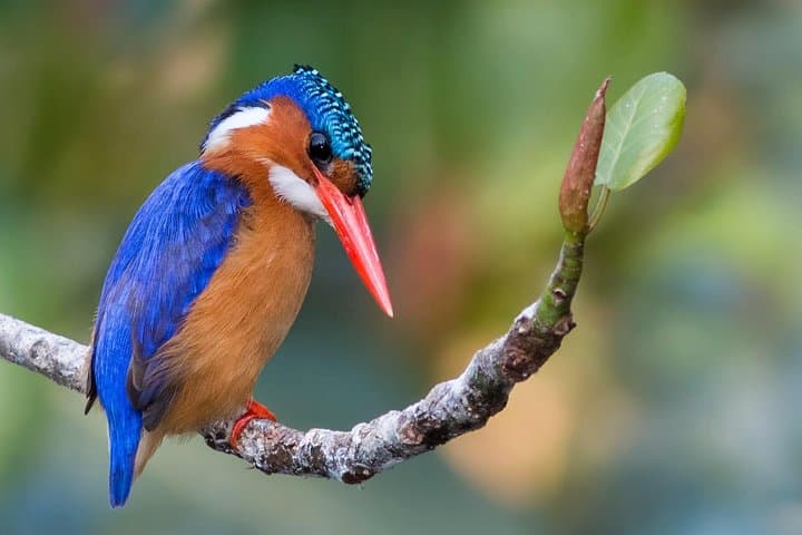 Durban Birdwatching Tour: Pigeon Valley, Botanic Gardens & Umhlanga Lagoon photo 3