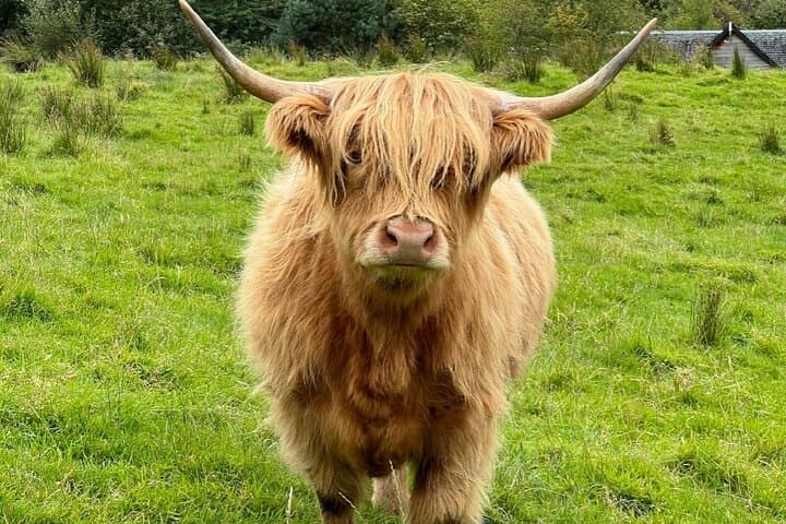 Highland Cows to Kelpies: Half-Day Glasgow Cathedral & Mural Tour photo 3