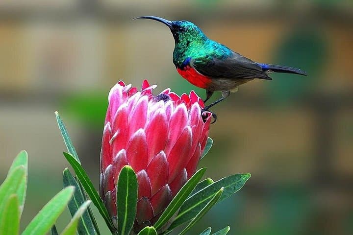Durban Birdwatching Tour: Pigeon Valley, Botanic Gardens & Umhlanga Lagoon photo 4