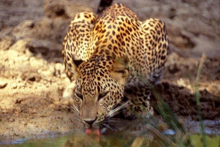 Half-Day Yala National Park Safari: Morning Drive for Leopards & Elephants photo 2