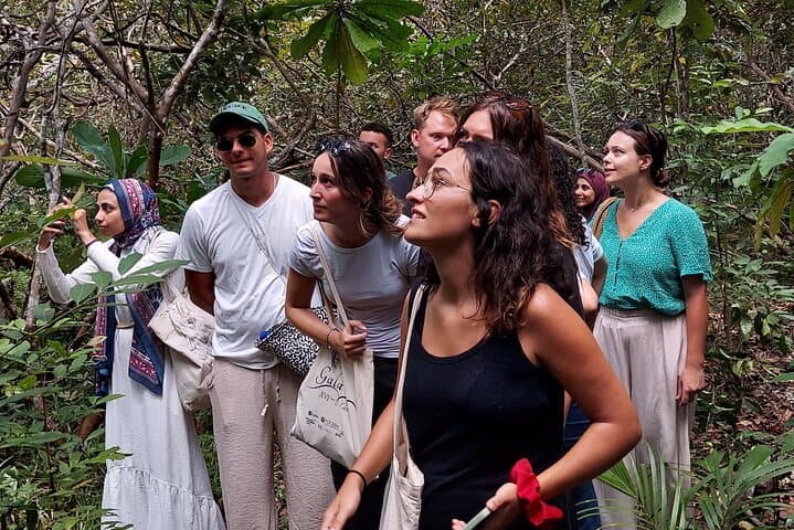 Jozani Forest Tour: Red Colobus Encounters & Mangrove Walks in Zanzibar