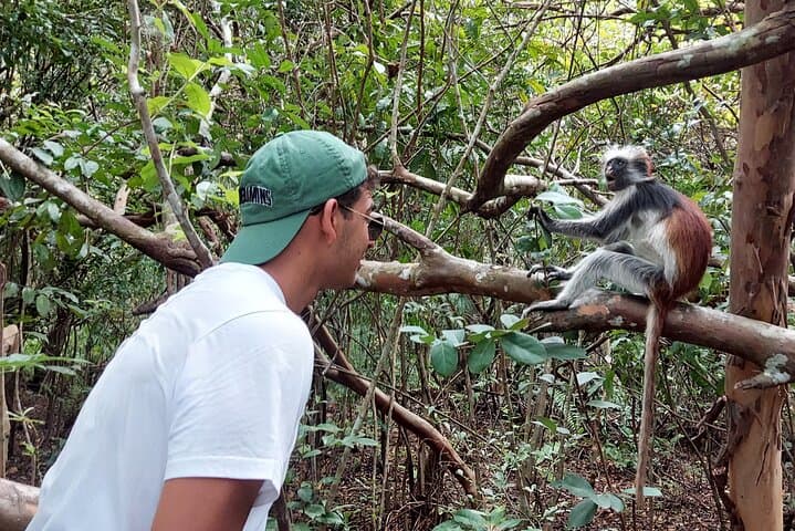 Jozani Forest Tour: Red Colobus Encounters & Mangrove Walks in Zanzibar photo 3