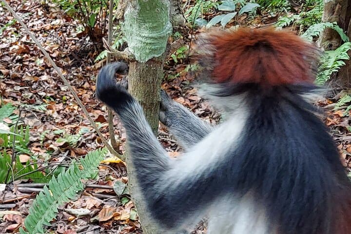 Jozani Forest Tour: Red Colobus Encounters & Mangrove Walks in Zanzibar photo 4