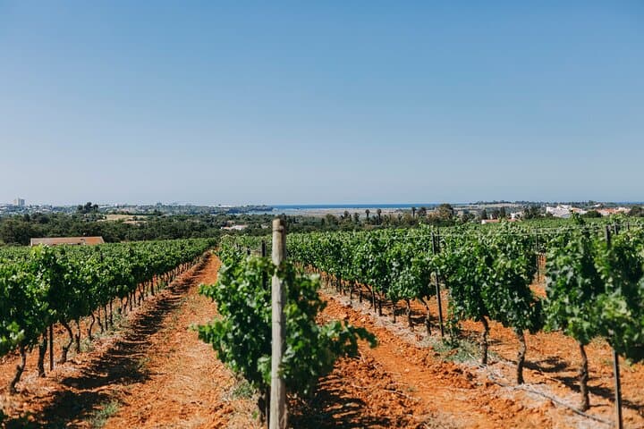 Algarve 4x4 Wine Tasting & Tapas Sunset Tour photo 2