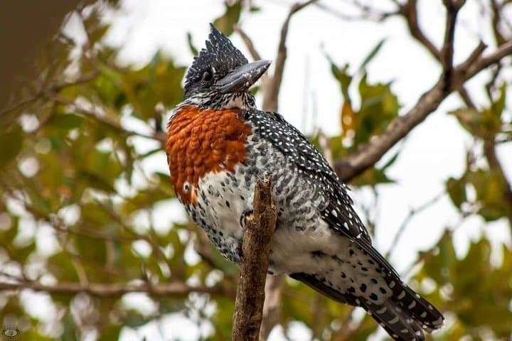 St Lucia Birdwatching Tour from Durban — Igwalagwala Trail & iSimangaliso photo 2