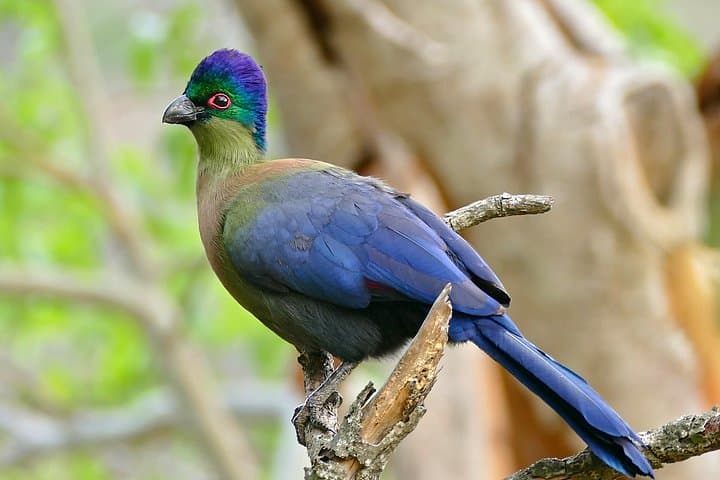 St Lucia Birdwatching Tour from Durban — Igwalagwala Trail & iSimangaliso photo 1