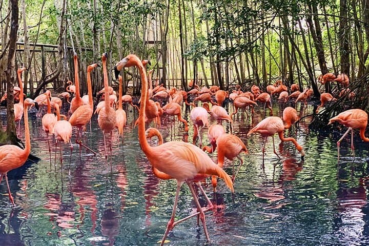 Barú Aviary and Playa Blanca Day Trip from Cartagena