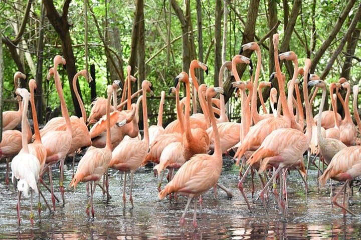 Barú Aviary and Playa Blanca Day Trip from Cartagena photo 2