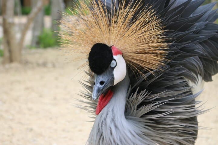 Barú Aviary and Playa Blanca Day Trip from Cartagena photo 6