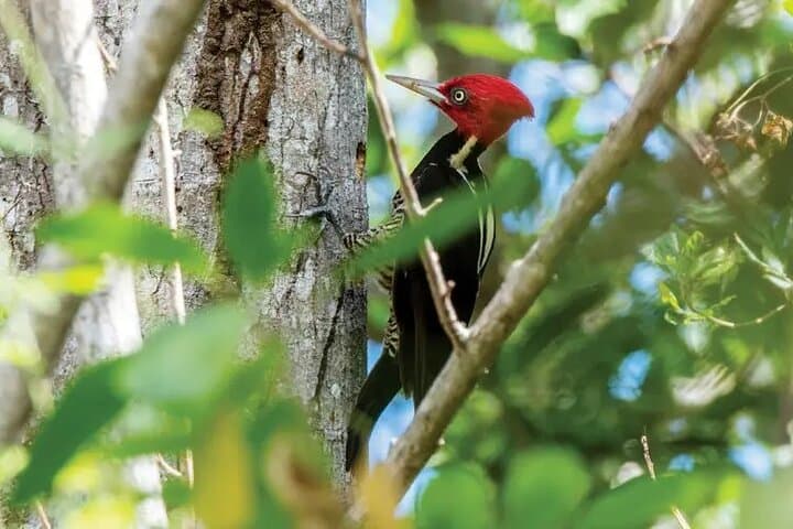 Diria National Park Private Hike — Rivers, Water Holes & Brazil Waterfall (Guanacaste) photo 4