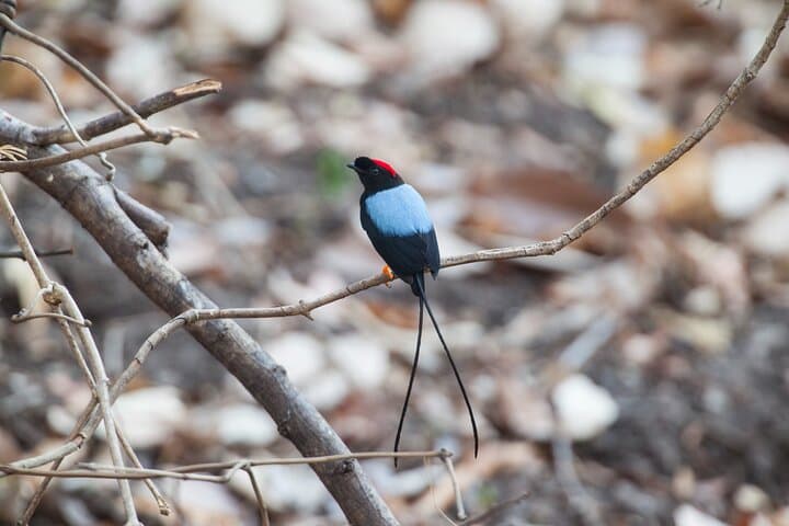 Diria National Park Private Hike — Rivers, Water Holes & Brazil Waterfall (Guanacaste) photo 5