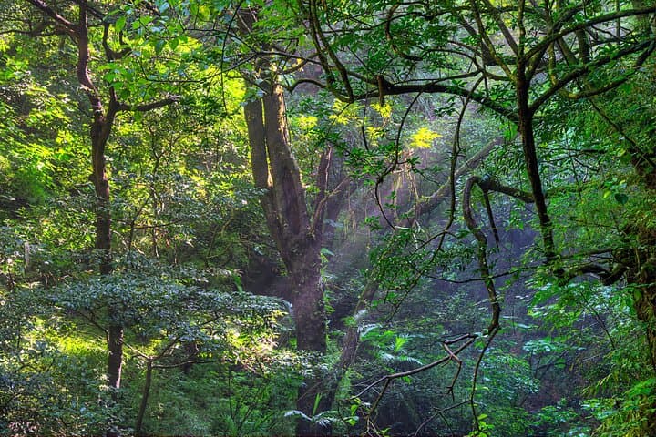 Diria National Park Private Hike — Rivers, Water Holes & Brazil Waterfall (Guanacaste)