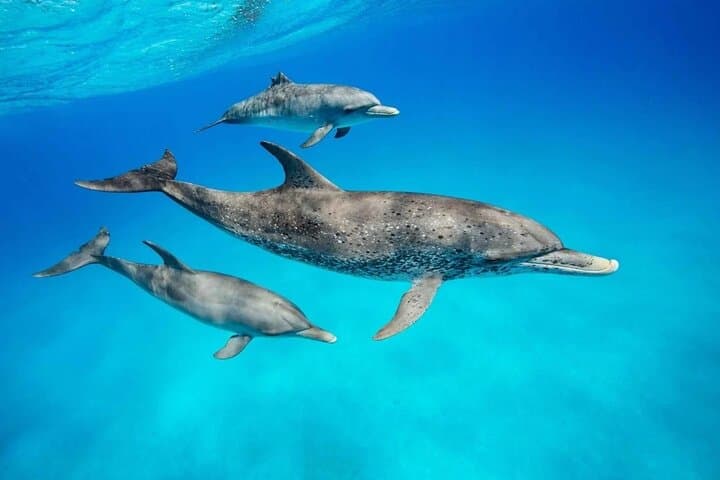 Mnemba Atoll Snorkel & Private Zanzibar Dhow Day with Dolphins and Sunset Beach photo 4