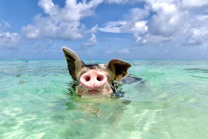 Private Nassau Boat Tour: Swimming Pigs, Snorkel Reefs & Lunch on Rose Island photo 4