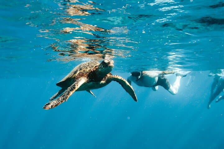 Kealakekua Bay Snorkel & Dolphin Watch: Exploring Hawaii’s Marine Wildlife from Kailua-Kona photo 6