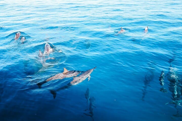 Kealakekua Bay Snorkel & Dolphin Watch: Exploring Hawaii’s Marine Wildlife from Kailua-Kona photo 2