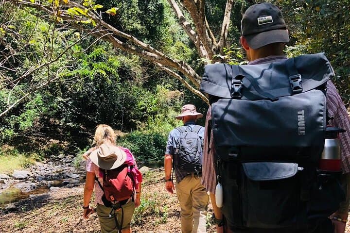 Kilimanjaro Wanderlust: Rainforest Day Hike Near Moshi photo 4