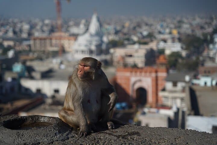 India Snapshot: 6-Day Delhi, Agra & Jaipur Cultural Tour photo 4