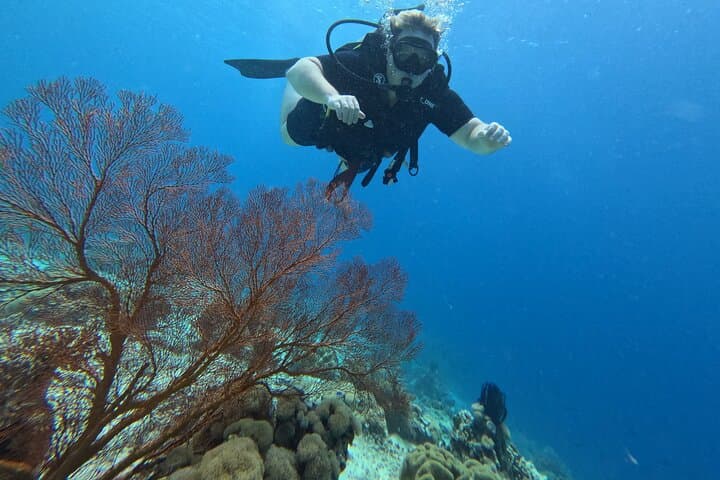 Menjangan Island Scuba Diving: Two-Dive Day Trip from Pemuteran photo 3