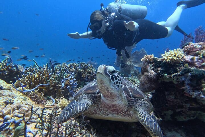 Menjangan Island Scuba Diving: Two-Dive Day Trip from Pemuteran