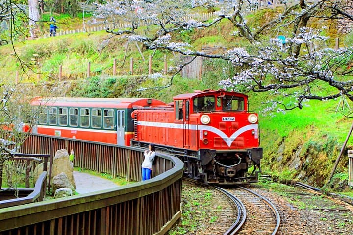 Fenqihu & Alishan Day Tour: Sunrise, Sacred Trees and Historic Mountain Rails