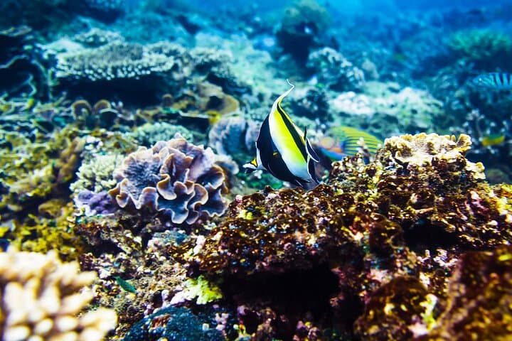 Private Gili Air Snorkel: 4 Top Spots, Turtles & Glass-Bottom Views photo 3