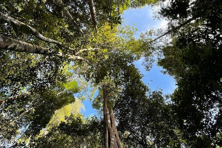 Morning Rainforest Walk in Langkawi: Medicinal Plants & Lowland Trails photo 4