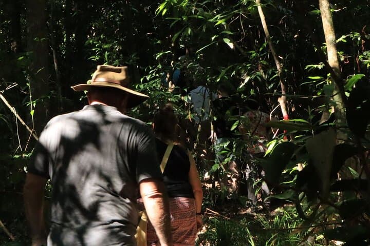 Morning Rainforest Walk in Langkawi: Medicinal Plants & Lowland Trails photo 6