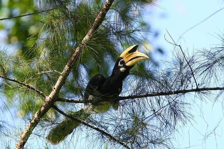 Langkawi Birdwatching: Afternoon Tour to Pond, Paddy Fields & Gunung Raya photo 5
