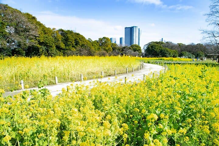 Hama-Rikyu Gardens Walking Tour — Matcha Tea & Edo‑Era Garden Experience in Tokyo photo 5