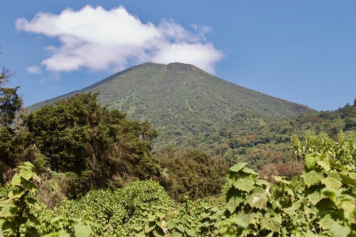 One-Day Gorilla Trek in Volcanoes National Park from Kigali photo 3