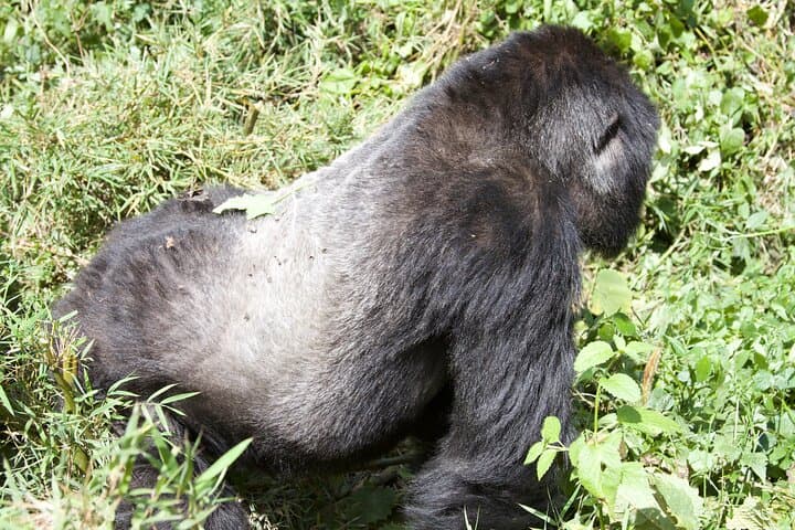 One-Day Gorilla Trek in Volcanoes National Park from Kigali photo 2