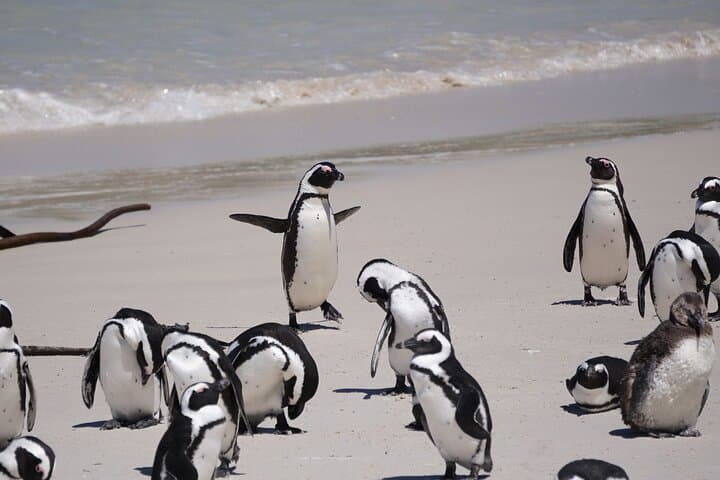 Best of the Cape Private Full-Day Tour — Table Mountain, Cape Point & Penguins photo 2