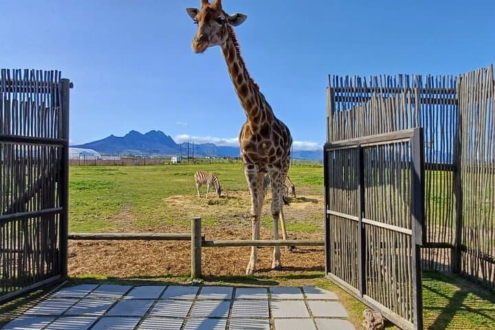 Cape Town Wildlife & Winelands Day Trip: Cheetah Outreach, Giraffe House & Stellenbosch Wines photo 4