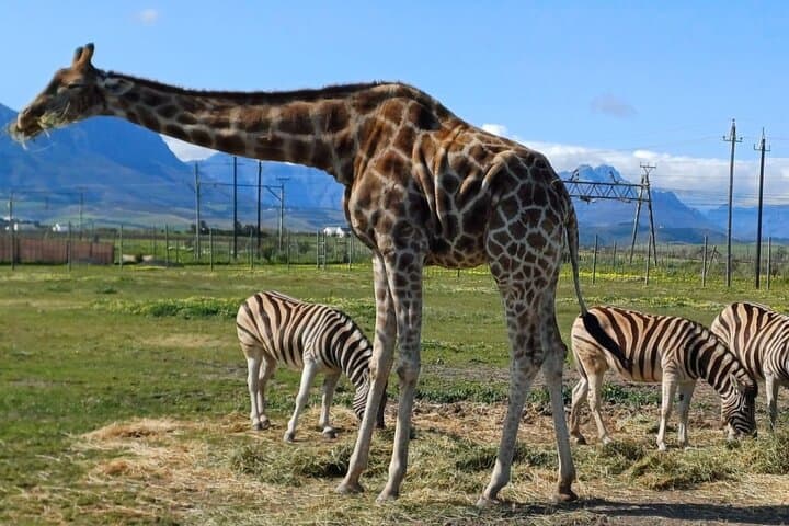 Giraffe House & Cheetah Outreach with Cape Winelands Wine Tasting photo 2