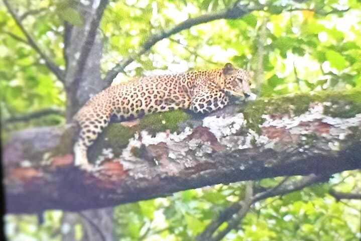 Bandipur Safari and Mysore Palace: 2-Day Wildlife and Royal Heritage Escape photo 3