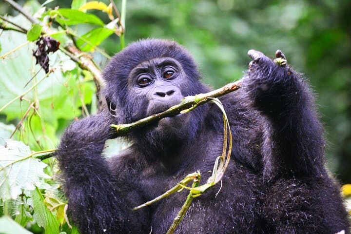 One-Day Gorilla Trek in Volcanoes National Park from Kigali photo 4