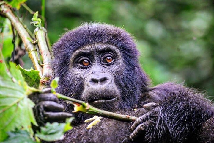 One-Day Gorilla Trek in Volcanoes National Park from Kigali photo 5