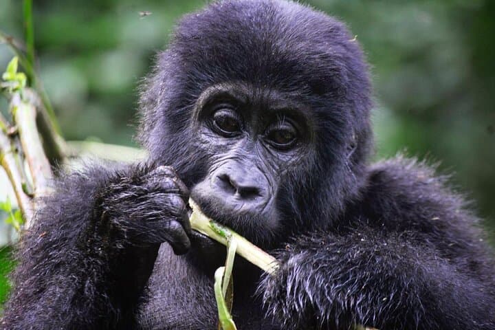 One-Day Gorilla Trek in Volcanoes National Park from Kigali photo 6