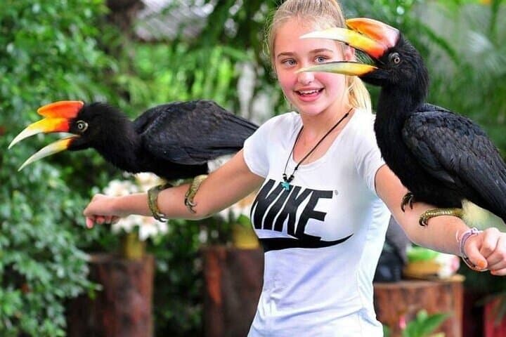 Singapore Bird Paradise Visitor Guide: Tickets, Shows & Tips