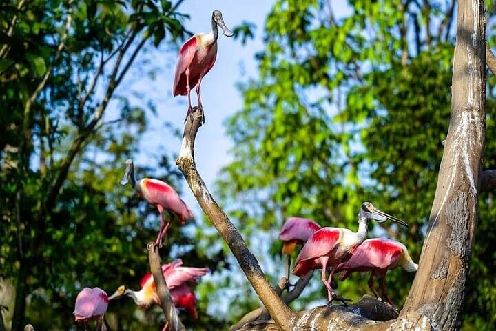 Singapore Bird Paradise Visitor Guide: Tickets, Shows & Tips photo 3