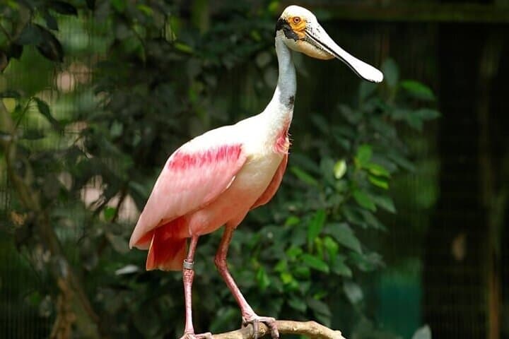 Singapore Bird Paradise Visitor Guide: Tickets, Shows & Tips photo 5