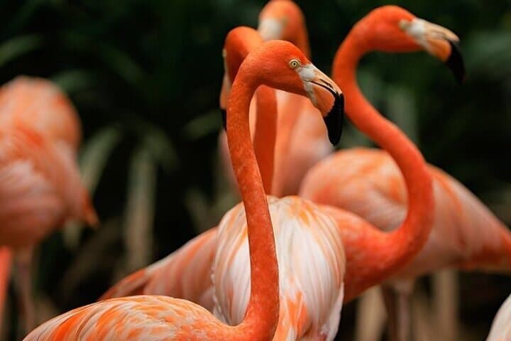 Singapore Bird Paradise Visitor Guide: Tickets, Shows & Tips photo 6