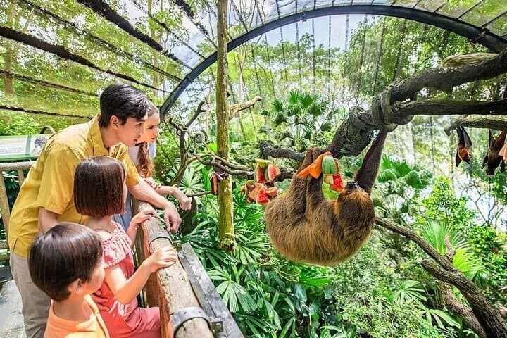 Exploring Singapore Zoo: Tickets, Tram Ride & Up-Close Wildlife Encounters